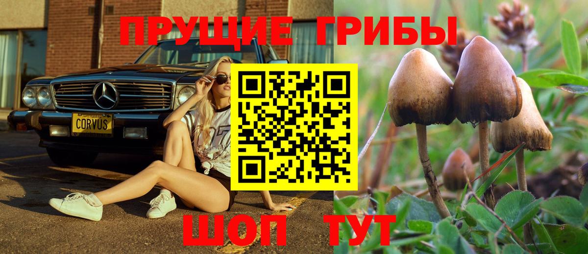 Галлюциногенные грибы Psilocybe Чапаевск